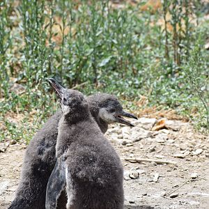 Humboldt penguin chicks