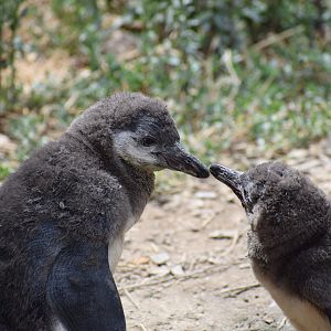 Humboldt penguin chicks