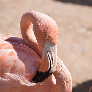 American flamingo