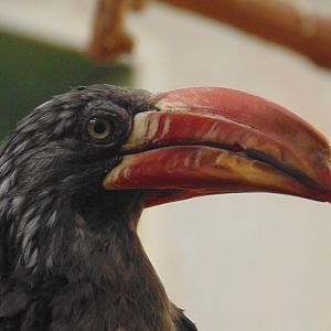 Crowned Hornbill