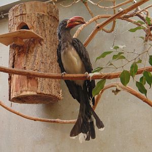 Crowned Hornbill