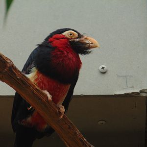 Bearded Barbet