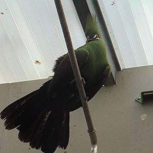 Green Turaco