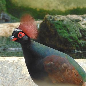 Crested Wood Partridge