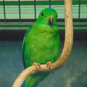 Blue-crowned Hanging-parrot