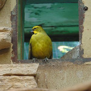 Yellow Cardinal