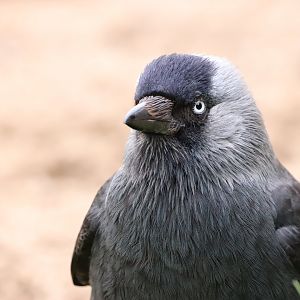 Western Jackdaw