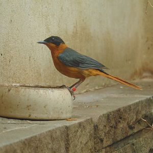 White-crowned Robin-chat