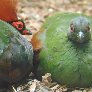 Crested Wood Partridge