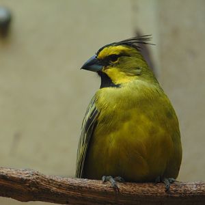 Yellow Cardinal