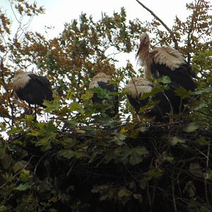 European White Storks