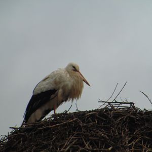 European White Stork