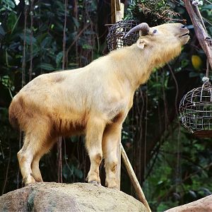 Golden Takin