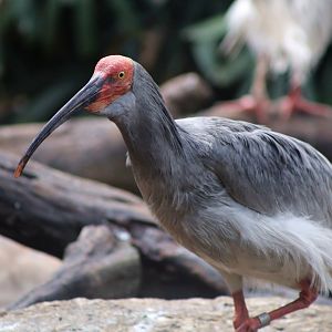 Asian Crested Ibis (Nipponia nippon)