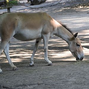 Onager - July 2023
