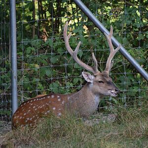 Vietnamese sika deer - July 2023