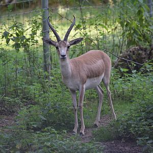 Goitered gazelle - July 2023