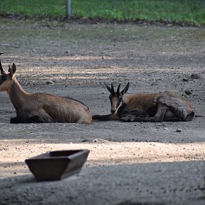 Alpine chamois - July 2023
