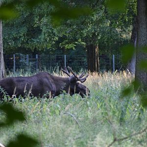 European moose - July 2023