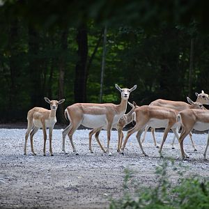 Blackbuck - July 2023
