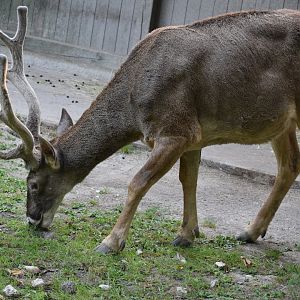 Thorold's deer - July 2023