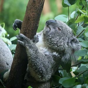 Koala (Phascolarctos cinereus)