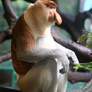 Proboscis Monkey (Nasalis larvatus)