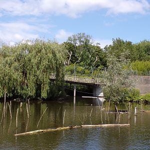 Asia- Ring-tailed lemur island 13.7.23