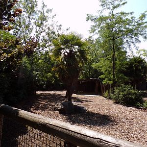 Africa- Congo buffalo enclosure 13.7.23