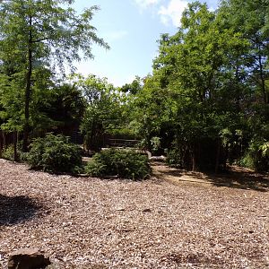 Africa- Congo buffalo enclosure 13.7.23
