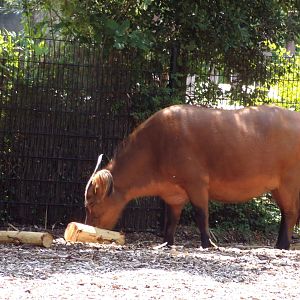 Africa- Congo buffalo 13.7.23