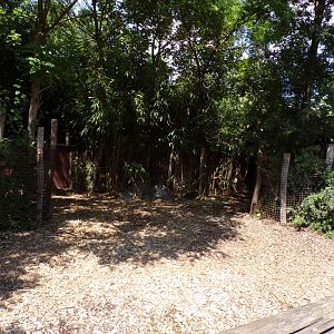 Africa- Congo buffalo enclosure 13.7.23