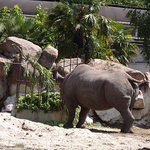 Africa- Black rhino 13.7.23