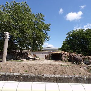 Africa- Black rhino enclosure 13.7.23