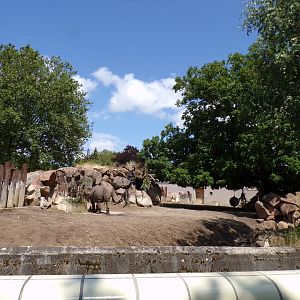 Africa- Black rhino enclosure 13.7.23