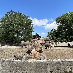 Africa- Black rhinos on both sides of a fence 13.7.23