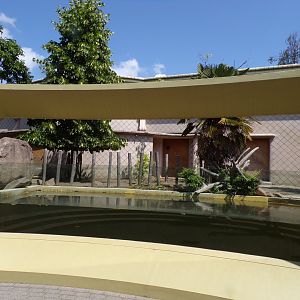 Africa- Pygmy hippo enclosure 13.7.23