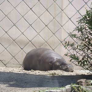 Africa- Pygmy hippo 13.7.23