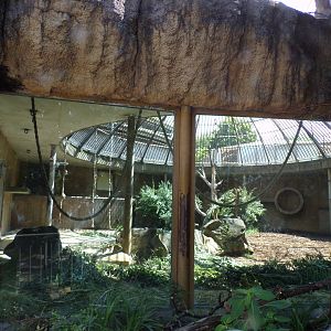 Africa- Gorilla separation enclosure? 13.7.23