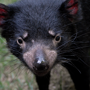 Tasmanian Devil - Jardin des Plantes 2023