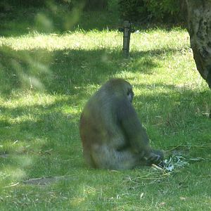 Africa- Gorilla 13.7.23