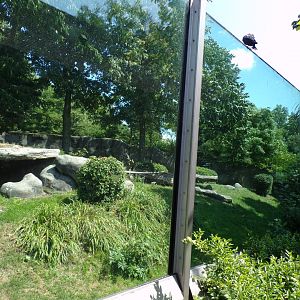 Africa- Gorilla enclosure 13.7.23