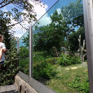 Africa- Gorilla enclosure 13.7.23