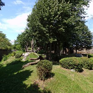 Africa- Gorilla enclosure 13.7.23