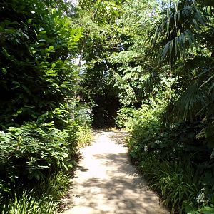 Africa- Path alongside gorilla enclosure 13.7.23