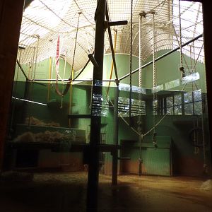 Africa- Gorilla indoors 13.7.23