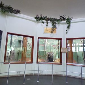 Africa- Gorilla indoors 13.7.23