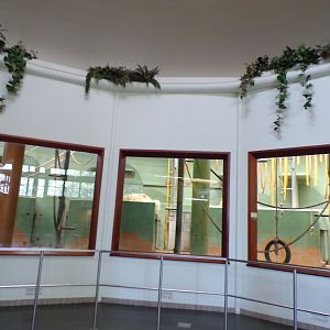 Africa- Gorilla indoors 13.7.23