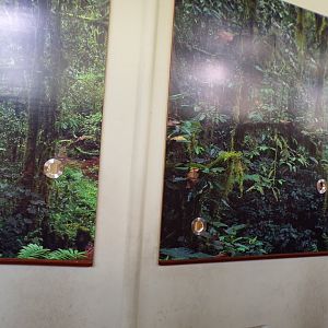 Africa- viewing windows into gorilla indoors 13.7.23