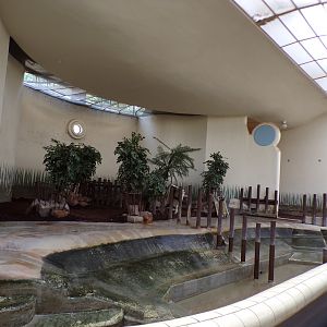 Africa- Pygmy hippo indoors 13.7.23